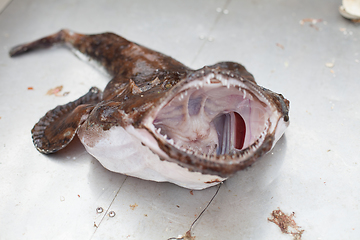 Image showing raw angler fish