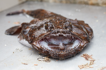 Image showing raw angler fish