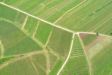 Image showing aerial view vineyard scenery at Kaiserstuhl Germany