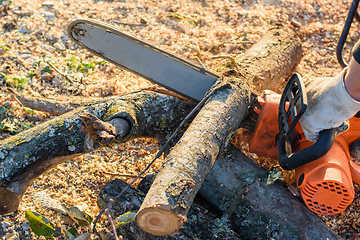 Image showing Man saws trees for firewood with an electric chain saw, close-up