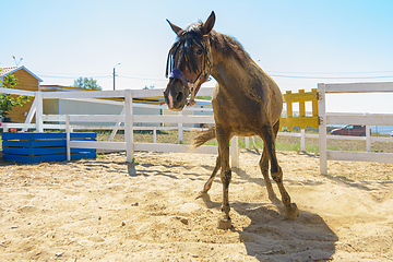 Image showing The horse got to its feet after lying on its back in the sand