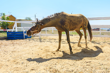 Image showing A horse shakes off the sand after lying on its back in the sand