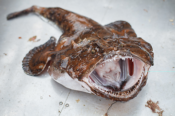 Image showing raw angler fish