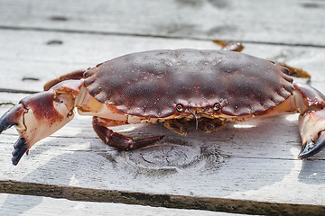 Image showing alive crab standing on wooden floor
