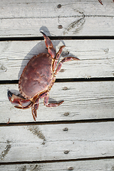 Image showing alive crab standing on wooden floor