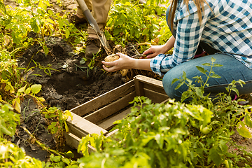 Image showing Young farmer working at his garden in sunny day