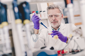 Image showing Life scientist researching in the laboratory.