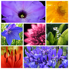 Image showing Bright beautiful flowers collage