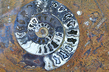 Image showing Fossil spiral shell and ancient petrified organisms in granite