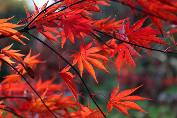 Image showing Bright red Japanese maple or Acer palmatum leaves 