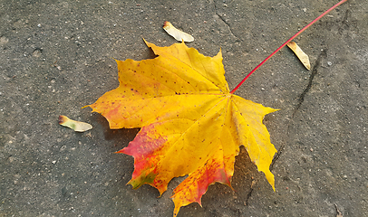 Image showing Bright autumn maple leaf on the pavement