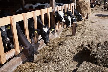 Image showing Cows in feeding place