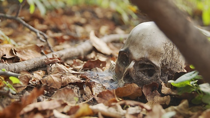 Image showing old skull on the ground covered with leaves