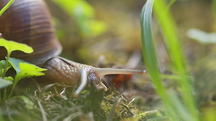 Image showing Snail on ground level macro photo