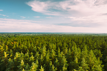 Image showing Aerial View Of Green Pine Coniferous Forest In Landscape In Summer Evening. Top View From Attitude. Drone View Of European Woods At Summer