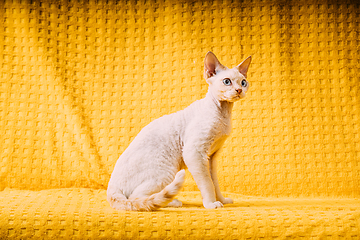 Image showing White Devon Rex Kitten Kitty. Short-haired Blue-eyed Cat Of English Breed On Yellow Plaid Background. Shorthair Pet Cat