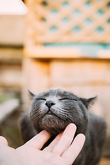 Image showing Care About Pet - Russian Blue Cat Kitten. Russian Blue Cat Kitten With Green Eyes Sitting On Wooden Board In Old Village Rustic Yard. Russian Blue Cat Kitten