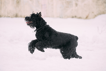 Image showing Funny Young Black Giant Schnauzer Or Riesenschnauzer Dog Walking Outdoor In Snow Snowdrift At Winter Snowy Day. Playful Pet Outdoors