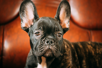 Image showing Close Up Portrait Of Young Black French Bulldog Dog Puppy. Funny Dog Baby With Beautiful Black Snout Eyes Bulldog Puppy Dog. Adorable Bulldog Puppy