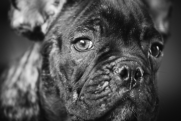 Image showing Close Up Portrait Of Young Black French Bulldog Dog Puppy. Funny Dog Baby With Beautiful Black Snout Eyes Bulldog Puppy Dog. Adorable Sad Bulldog Puppy. Black And White Colors Photo