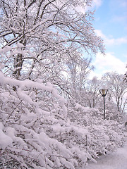 Image showing Winter in City Park