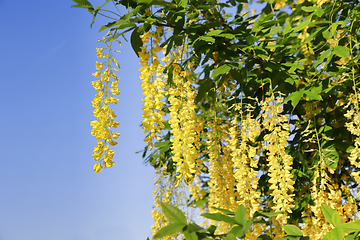 Image showing Beautiful bright yellow flowers of wisteria 