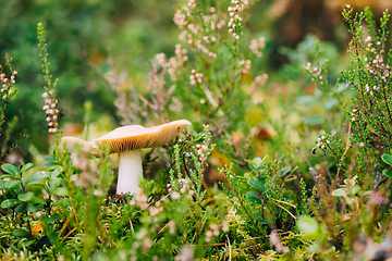 Image showing Russula Claroflava In Autumn Forest In Belarus, commonly known as the yellow swamp russula or yellow swamp brittlegill