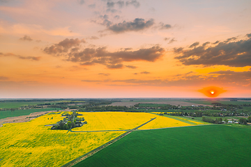 Image showing Aerial View Of Green Meadow And Field With Blooming Canola Yellow Flowers. Top View Of Blossom Plant, Rapeseed Meadow Grass Landscape At Sunset Sunrise. Agricultural Country Landscape. Drone View.