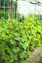 Image showing Bed With Cucumbers In Vegetable Garden On Summer Day