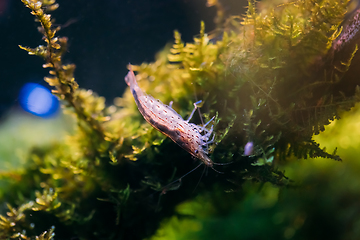 Image showing Amano Shrimp Or Japanese Shrimp Swimming In Water
