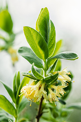 Image showing Young Spring Green Leaf Leaves And Unblown Buds Of Honeysuckles, Lonicera Growing In Vegetable Garden