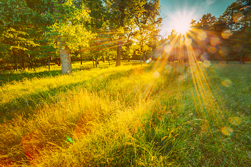 Image showing Sun Shining Through Greenery Foliage In Green Park Over Fresh Grass. Summer Sunny Forest Trees. Natural Woods In Sunlight.