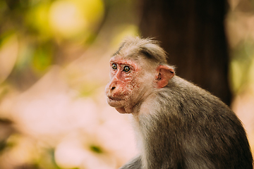 Image showing Goa, India. Old Bonnet Macaque Monkey - Macaca Radiata Or Zati. Close Up Portrait