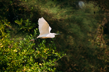 Image showing Goa, India. White Little Egret Flying On Background Greenery