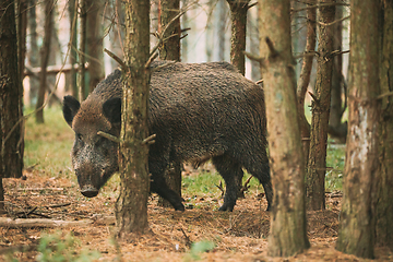 Image showing Belarus. Wild Boar Or Sus Scrofa, Also Known As The Wild Swine, Eurasian Wild Pig Looking Through Pines Trunks In Autumn Forest. Wild Boar Is A Suid Native To Much Of Eurasia, North Africa, And Great