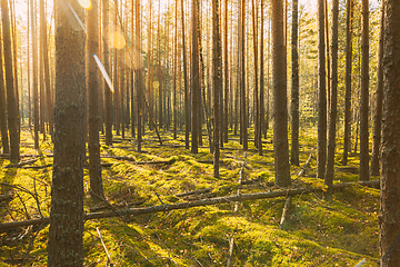 Image showing Wild Autumn Forest. Fallen Trees In Coniferous Forest Reserve In Autumn Sunny Day. Sunlight Sunbeams Through Woods In Forest Landscape