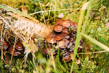 Image showing Hypholoma capnoides In Autumn Forest In Belarus. Hypholoma capnoides is an edible mushroom in the family Strophariaceae. Mushroom In Sunset Autumn Forest In Belarus