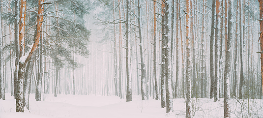 Image showing Snowy White Forest In Winter Frosty Day. Snowing In Winter Frost Woods. Snowy Weather. Winter Snowy Coniferous Forest. Blizzard in Windy Day. Panorama Panoramic View.