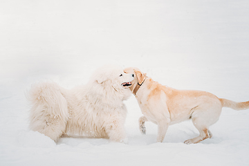 Image showing White Samoyed Dog Or Bjelkier, Smiley, Sammy And Labrador Playing Together Outdoor In Snow Snowdrift, Winter Season. Playful Pet Outdoors