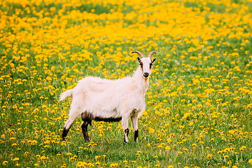 Image showing White Domestic Farm Goat Grazing In Spring Meadow With Fresh Green Grass And Dandelion Flowers In Countryside. Farm Animal In Spring Dandelion Meadow Pasture