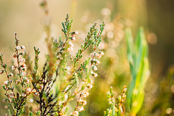 Image showing Calluna, Calluna Vulgaris, Common Heather, Ling, Heather, Native To Marshes. Belarus, Belarusian Nature