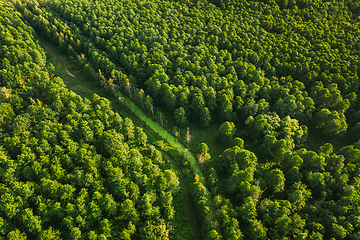 Image showing Belarus. Aerial View Of Green Small Bog Marsh Swamp Wetland In Green Forest Landscape In Summer Day. High Attitude View. Forest Lane In Bird\'s Eye View