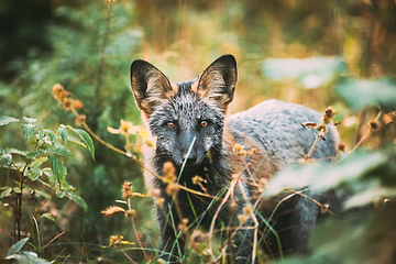 Image showing Belarus. Silver Fox Vulpes vulpes In Autumn Forest. Close Up Fox