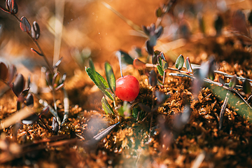 Image showing Wild cranberries closeup, Belarus nature