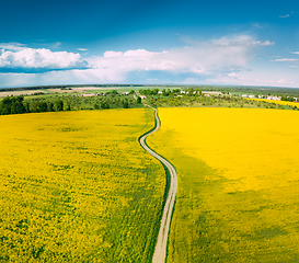 Image showing Aerial View Of Agricultural Landscape With Flowering Blooming Rapeseed, Oilseed In Field In Spring Season. Blossom Of Canola Yellow Flowers. Beautiful Rural Country Road