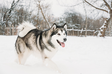 Image showing Alaskan Malamute Walking Outdoor In Snow Snowdrift. Winter Season