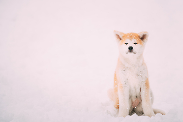 Image showing Beautiful Puppy Of Akita Dog Or Akita Inu, Japanese Akita Resting In Snow Snowdrift At Winter Day.