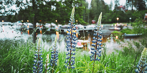 Image showing Wild Flowers Lupine In Summer Meadow Near Lake At Evening Night. Lupinus, Commonly Known As Lupin Or Lupine, Is A Genus Of Flowering Plants In The Legume Family, Fabaceae. Swedish Nature, Scandinavia