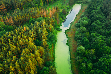 Image showing Elevated View Of Green Small Bog Marsh Swamp Wetland And Green Forest Landscape In Sunny Summer Day. Attitude View. Forest In Bird\'s Eye View