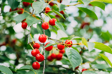 Image showing Red Ripe Cherry Berries Prunus subg. Cerasus on tree In Summer Vegetable Garden